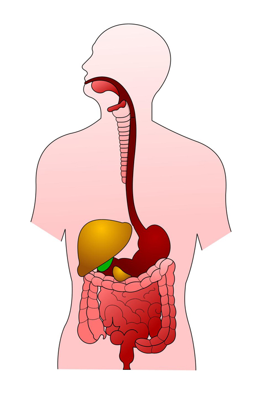 Organs of the digestive system